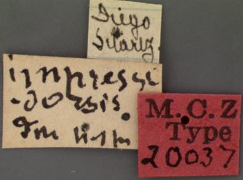 Media type: image; Entomology 20037   Aspect: labels